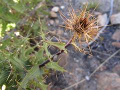 Berkheya cruciata