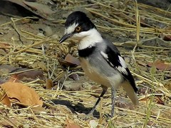 Lanioturdus torquatus
