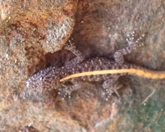 Cnemaspis mysoriensis