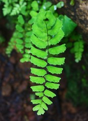 Adiantum philippense