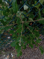 Quercus ilex