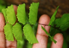 Adiantum philippense