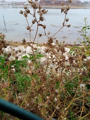 Helminthotheca echioides