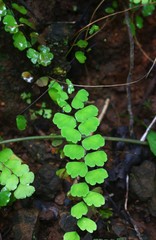 Adiantum philippense