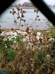 Helminthotheca echioides