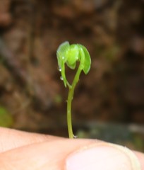 Adiantum philippense