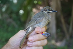 Bolemoreus hindwoodi