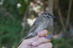 Bolemoreus hindwoodi