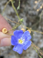 Linum squamulosum