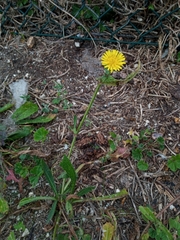 Helminthotheca echioides