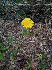 Helminthotheca echioides