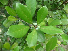 Litsea rotundifolia