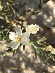 Frankenia jamesii