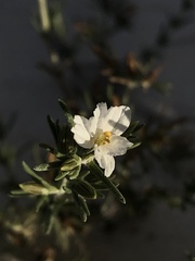 Frankenia jamesii