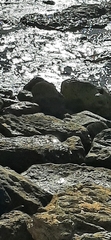 Arenaria interpres