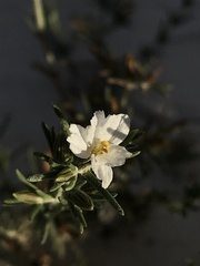 Frankenia jamesii