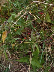 Solanum dulcamara