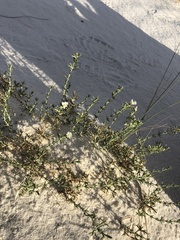 Frankenia jamesii