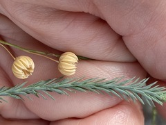 Linum squamulosum