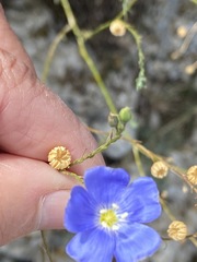 Linum squamulosum