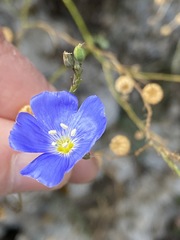 Linum squamulosum