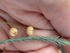 Linum squamulosum
