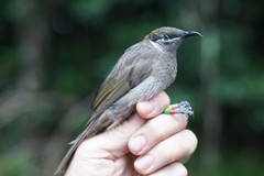 Bolemoreus hindwoodi