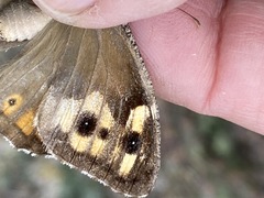 Hipparchia pellucida