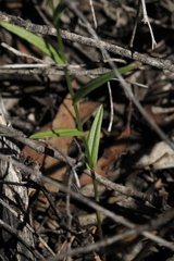 Caladenia clavula