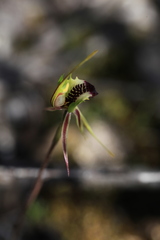 Caladenia clavula