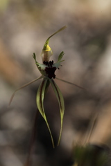 Caladenia clavula