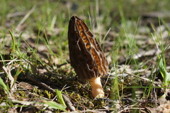 Morchella australiana