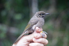 Bolemoreus hindwoodi
