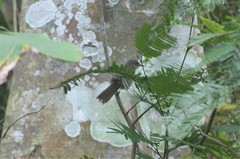 Phyllastrephus flavostriatus