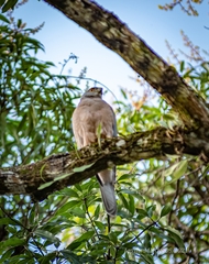 Accipiter rufitorques