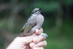 Bolemoreus hindwoodi