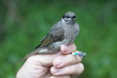 Bolemoreus hindwoodi