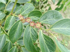Breynia fruticosa