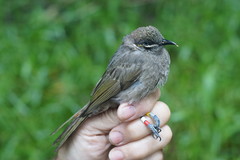 Bolemoreus hindwoodi
