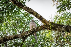 Accipiter rufitorques