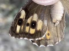 Hipparchia pellucida