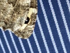 Hipparchia pellucida