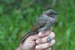 Bolemoreus hindwoodi