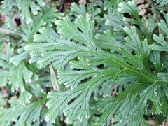Selaginella doederleinii