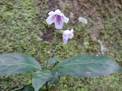 Codonacanthus pauciflorus