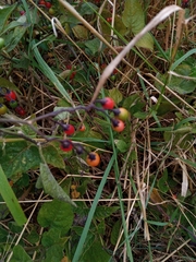 Solanum dulcamara