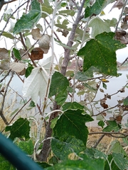 Populus alba