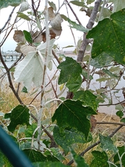 Populus alba