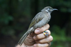 Bolemoreus hindwoodi
