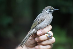 Bolemoreus hindwoodi